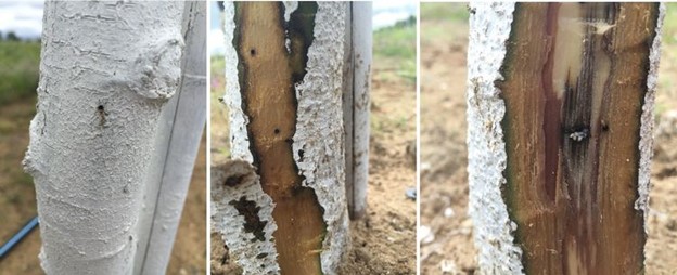 Black stem borer damage on young chestnut trees.